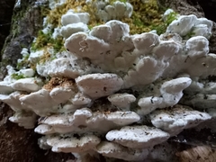 Rigidoporus populinus