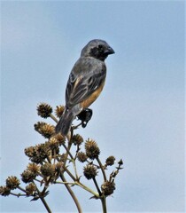 Sporophila ruficollis