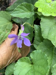 Viola odorata