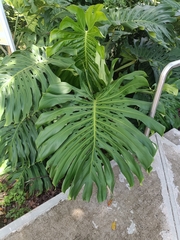 Monstera deliciosa
