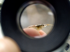 Caridina multidentata