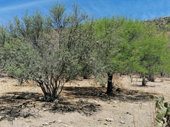 Forestiera phillyreoides