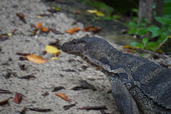 Varanus salvator macromaculatus