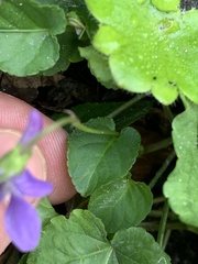 Viola odorata