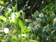 Nectariniidae