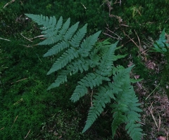 Dryopteris carthusiana
