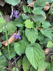 Viola odorata