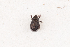 Hybosoridae