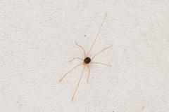Erythraeidae