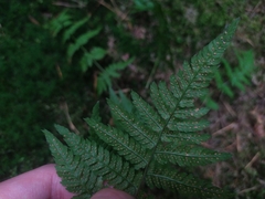 Dryopteris carthusiana