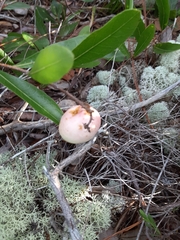 Geobalanus oblongifolius