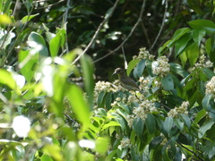 Nectariniidae