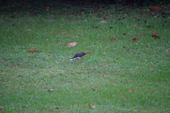 Amaurornis phoenicurus