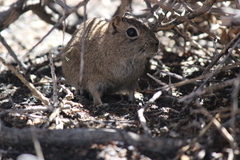 Microcavia australis