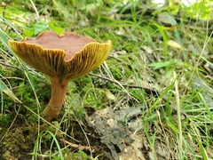 Phylloporus