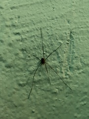 Opiliones