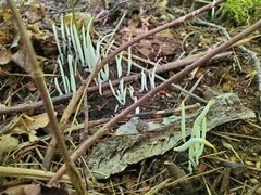 Clavaria fragilis