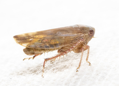 Acinopterus