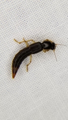 Pinophilus