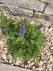 Salvia