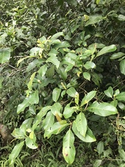Turpinia formosana