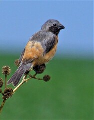 Sporophila ruficollis
