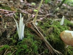 Clavaria fragilis