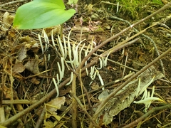 Clavaria fragilis