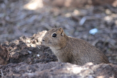 Microcavia australis