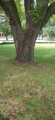 Euonymus fortunei