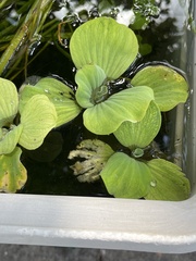 Pistia