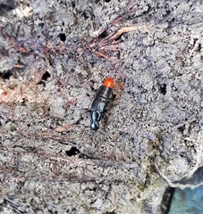 Xenopygus analis