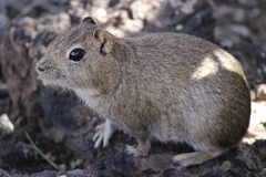 Microcavia australis