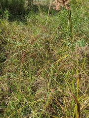 Rhynchospora corniculata