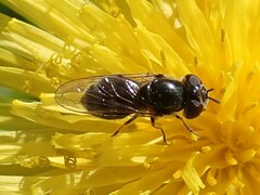 Platycheirus trichopus