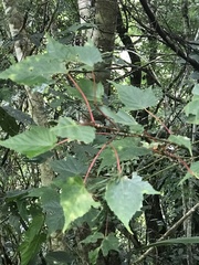 Acer morrisonense