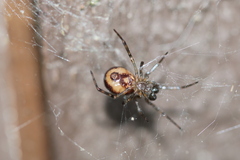 Steatoda borealis