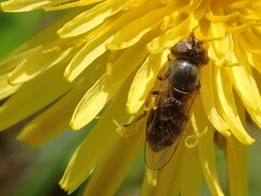 Platycheirus trichopus