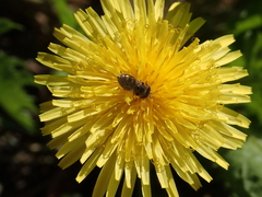 Platycheirus trichopus