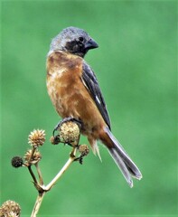 Sporophila ruficollis