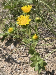 Grindelia ciliata