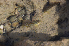 Salaria pavo