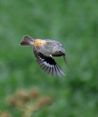 Sporophila ruficollis
