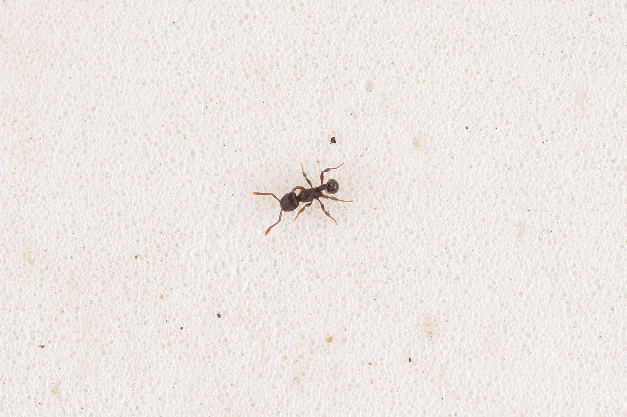 Hylomyrma