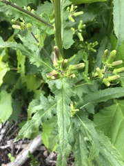 Erechtites hieraciifolius