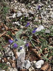 Echium vulgare