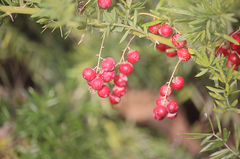 Asparagus aethiopicus