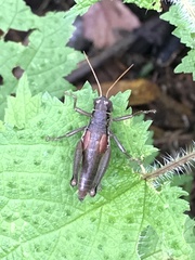 Xenocatantops brachycerus