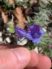 Echium vulgare