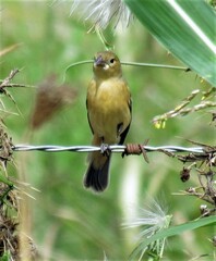 Sporophila ruficollis